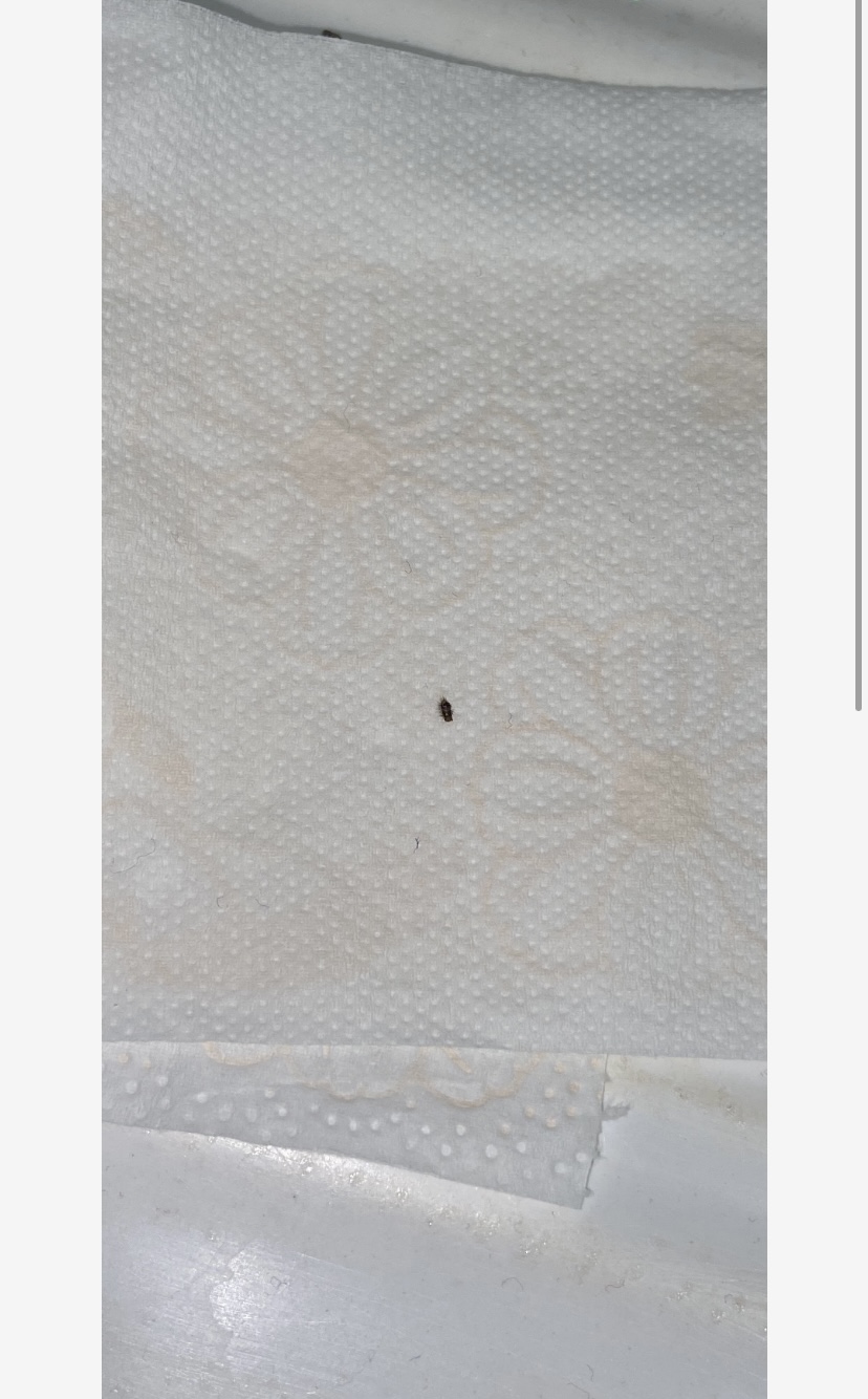 Aiutatemi ho trovato degli insetti sul letto